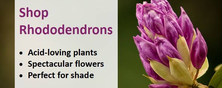 Shop for Rhododendron Plants 2